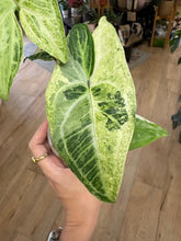Kép betöltése a galériamegjelenítőbe: Syngonium batik variegata  - Saját szaporítás
