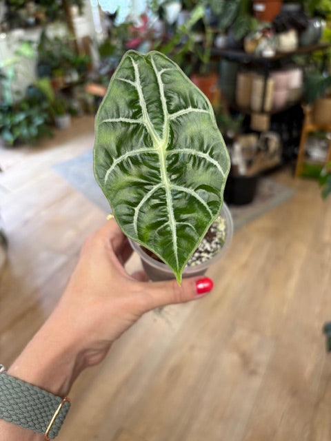 Alocasia 