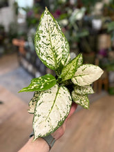 Kép betöltése a galériamegjelenítőbe: Aglaonema "Eileen" 12cm - Rákvirág - Chinese Evergreen
