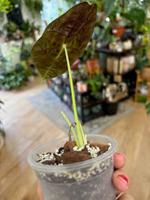 Kép betöltése a galériamegjelenítőbe: Alocasia &quot;Watoniana doff&quot; - Saját szaporítás
