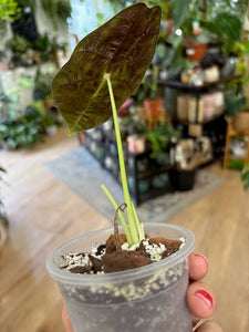 Alocasia "Watoniana doff" - Saját szaporítás