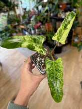 Kép betöltése a galériamegjelenítőbe: Alocasia lauterbachiana variegata 1. - Saját szaporítás
