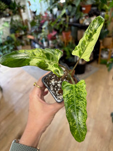 Alocasia lauterbachiana variegata 1. - Saját szaporítás