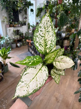 Kép betöltése a galériamegjelenítőbe: Aglaonema "Eileen" 12cm - Rákvirág - Chinese Evergreen
