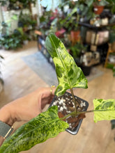 Kép betöltése a galériamegjelenítőbe: Alocasia lauterbachiana variegata 1. - Saját szaporítás
