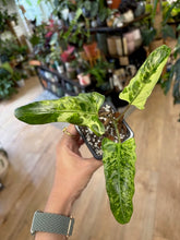 Kép betöltése a galériamegjelenítőbe: Alocasia lauterbachiana variegata 1. - Saját szaporítás
