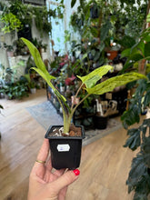 Kép betöltése a galériamegjelenítőbe: Alocasia lauterbachiana variegata 2. - Saját szaporítás
