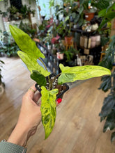 Kép betöltése a galériamegjelenítőbe: Alocasia lauterbachiana variegata 2. - Saját szaporítás
