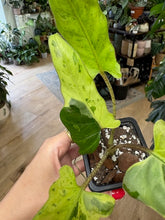 Kép betöltése a galériamegjelenítőbe: Alocasia lauterbachiana variegata 2. - Saját szaporítás
