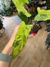 Kép betöltése a galériamegjelenítőbe: Alocasia lauterbachiana variegata 2. - Saját szaporítás
