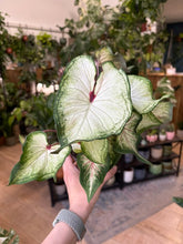 Kép betöltése a galériamegjelenítőbe: Caladium "White Wonder"

