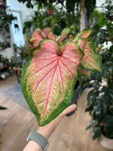 Kép betöltése a galériamegjelenítőbe: Caladium "Chinook"
