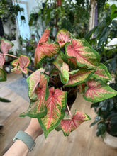 Kép betöltése a galériamegjelenítőbe: Caladium "Chinook"
