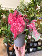 Kép betöltése a galériamegjelenítőbe: Caladium "Scarlet Flame"
