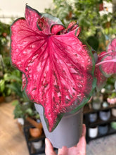 Kép betöltése a galériamegjelenítőbe: Caladium "Scarlet Flame"

