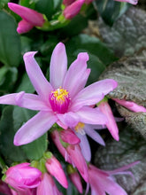 Kép betöltése a galériamegjelenítőbe: Rhipsalidopsis - Húsvéti kaktusz, két színben - Easter cactus - Tropical Home 
