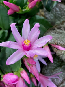 Rhipsalidopsis - Húsvéti kaktusz, két színben - Easter cactus - Tropical Home 