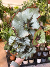 Kép betöltése a galériamegjelenítőbe: Begonia rex "Escargot"
