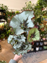 Kép betöltése a galériamegjelenítőbe: Begonia rex "Escargot"
