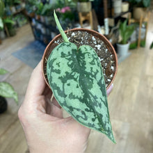 Kép betöltése a galériamegjelenítőbe: Scindapsus pictus &quot;Silver lady&quot; mini - Saját szaporítvány

