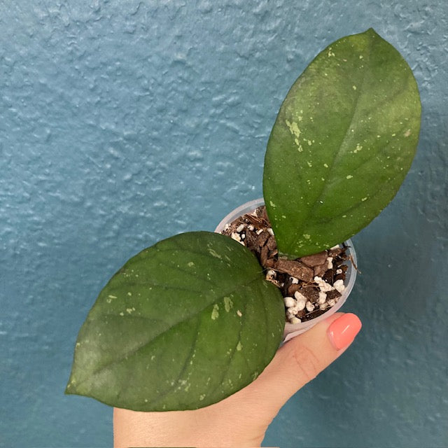 Hoya sp. Vietnam clone 1. - Saját szaporítás