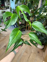 Kép betöltése a galériamegjelenítőbe: Monstera burle-marx "Flame" 12cm
