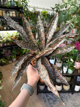 Kép betöltése a galériamegjelenítőbe: Sansevieria kirkiii "Coppertone" 12cm - Anyósnyelv
