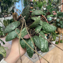 Kép betöltése a galériamegjelenítőbe: Hoya sigillatis AH001 - Viaszvirág - Tropical Home 
