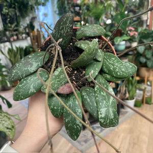 Hoya sigillatis AH001 - Viaszvirág - Tropical Home 