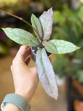 Kép betöltése a galériamegjelenítőbe: Hoya mitrata silver (Buntok) - két méretben
