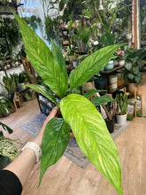 Kép betöltése a galériamegjelenítőbe: Spathiphyllum aurea - Vitorlavirág tarka - Peace lily
