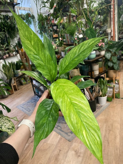 Spathiphyllum aurea - Vitorlavirág tarka - Peace lily
