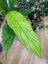 Kép betöltése a galériamegjelenítőbe: Spathiphyllum aurea - Vitorlavirág tarka - Peace lily
