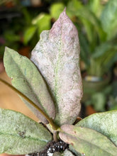 Kép betöltése a galériamegjelenítőbe: Hoya mitrata silver (Buntok) - két méretben
