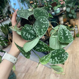 Scindapsus pictus 'Argyraeus' - Ezüstös szobafutóka - Silver satin pothos