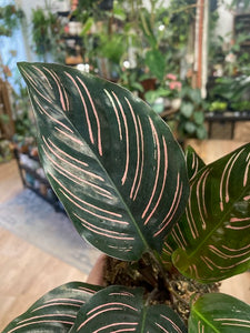 Calathea ornata "Pinstripe" - Zebralevél