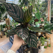 Kép betöltése a galériamegjelenítőbe: Calathea ornata &quot;Pinstripe&quot; - Zebralevél
