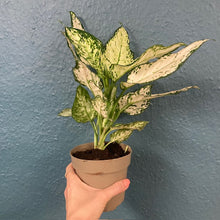 Kép betöltése a galériamegjelenítőbe: Aglaonema &quot;White kiwi&quot; - Rákvirág - Chinese Evergreen
