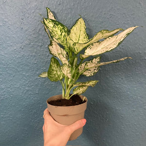 Aglaonema "White kiwi" - Rákvirág - Chinese Evergreen