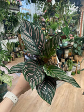 Kép betöltése a galériamegjelenítőbe: Calathea ornata &quot;Pinstripe&quot; - Zebralevél
