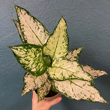 Kép betöltése a galériamegjelenítőbe: Aglaonema &quot;White kiwi&quot; - Rákvirág - Chinese Evergreen
