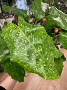Calathea musaica "Network" - Kockás zebralevél