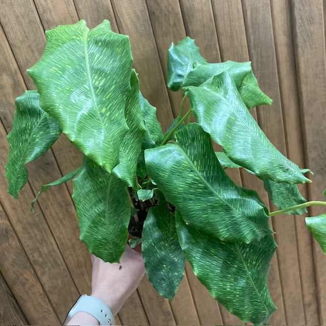 Calathea musaica 