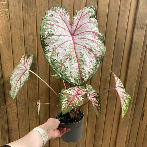 Caladium 