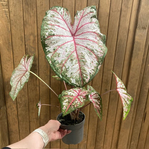 Caladium "Tapestry"