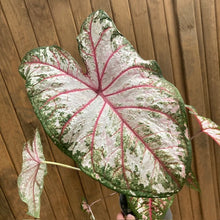Kép betöltése a galériamegjelenítőbe: Caladium &quot;Tapestry&quot;
