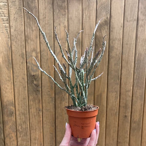 Euphorbia platyclada - Dead plant