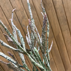 Euphorbia platyclada - Dead plant