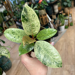 Ficus elastica "Shivereana"