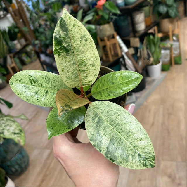 Ficus elastica 